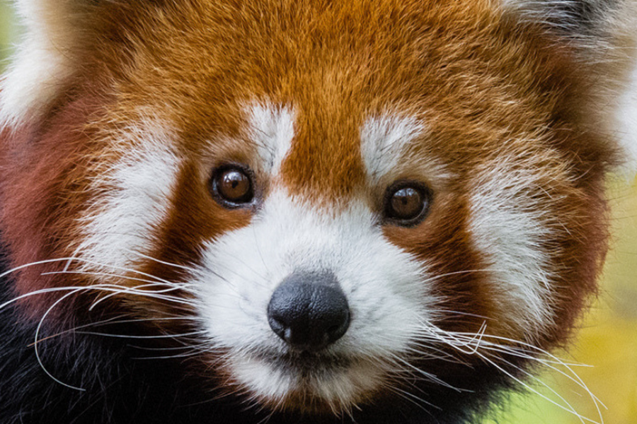 Là loài đặc hữu của dãy núi Himalaya và ở miền Nam Trung Quốc, gấu trúc đỏ có chiều dài từ 40-60cm và trọng lượng khoảng 3-6kg. Món ăn khoái khẩu của loài động vật đáng yêu này chính là lá tre.