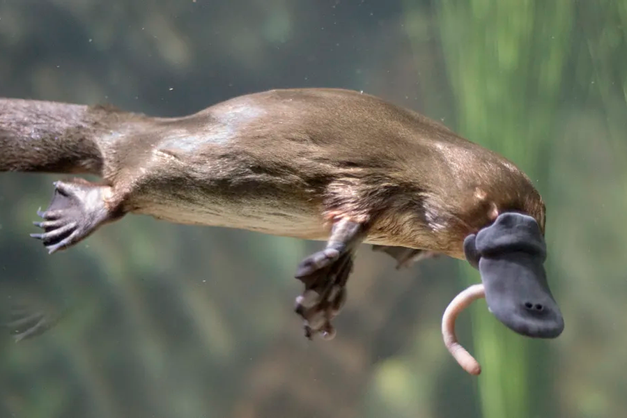 Thú mỏ vịt có ngoại hình vô cùng đặc biệt với chiếc mỏ giống loài vịt, đuôi giống loài hải ly và bàn chân có màng của loài rái cá. Chân của chúng mọc ra hai bên giống như loài bò sát. Đây là loài vật hoạt động về đêm, vừa ở dưới nước vừa ở trên cạn, sống ở các khu vực sông suối nhỏ.