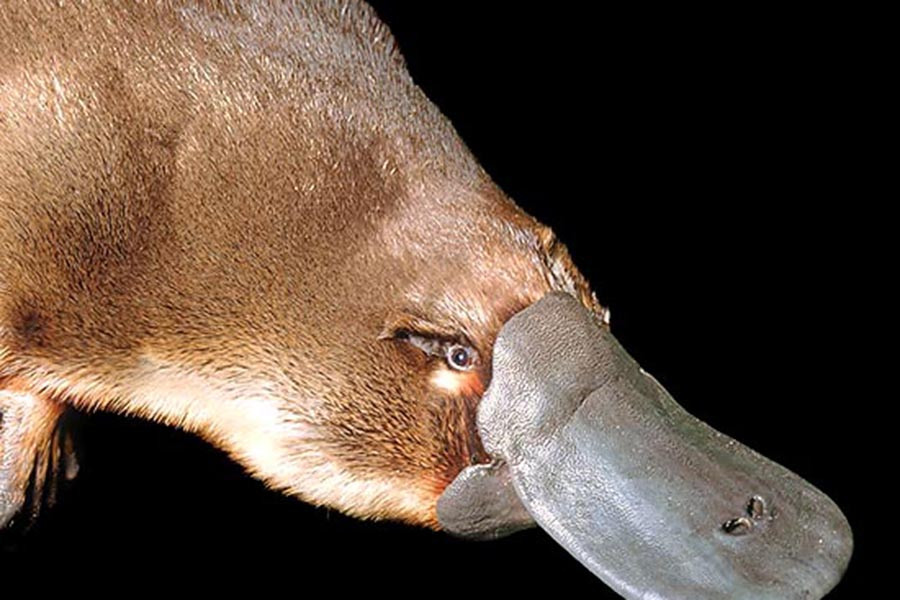 Loài vật nhút nhát khét tiếng này đang đối mặt với nguy hiểm nghiêm trọng. Nguyên nhân là do sự phá hủy môi trường sống của chúng. Phát triển cơ sở hạ tầng nước, chẳng hạn như xây dựng các con đập và giải phóng mặt bằng từ lâu đã đe dọa loài sinh vật sống trên sông này. Bên cạnh đó, thú mỏ vịt hiện phải đối mặt với những nguy cơ mới của biến đổi khí hậu và thời kỳ hạn hán ngày càng nghiêm trọng.