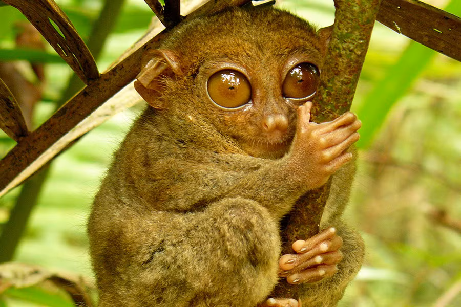 Cao khoảng 85-160mm, nặng 600gr, khỉ lùn Tarsier được mệnh danh là loài khỉ nhỏ bé nhất trên thế giới. Khỉ lùn Tarsier từng bị cho là đã tuyệt chủng vào năm 1921, tuy nhiên, vào năm 2007, loài khỉ này lại xuất hiện và trở thành hiện tượng gây xôn xao suốt một thời gian dài.