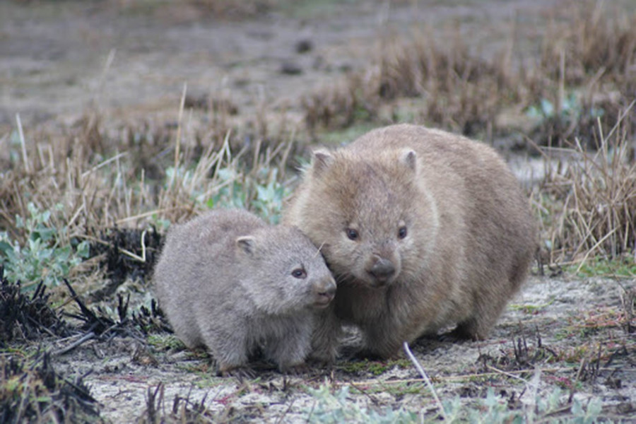 Tuy có cơ thể tròn trịa cùng đôi chân ngắn ngủn nhưng thực chất gấu túi mũi trần là loài động vật khá nhanh nhẹn, có thể tăng tốc lên đến 40km/h trong một khoảng cách ngắn.