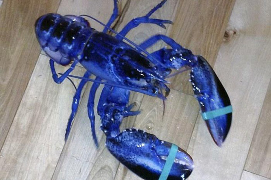 Brittany là loại tôm hùm xanh nổi tiếng và quý hiếm nhất thế giới. Loại giáp xác này thường sinh sống ở vùng biển thuộc bán đảo Brittany, Pháp.