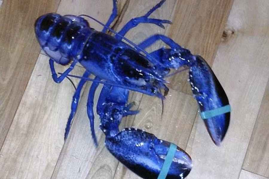 Brittany là loại tôm hùm xanh nổi tiếng và quý hiếm nhất thế giới. Loại giáp xác này thường sinh sống ở vùng biển thuộc bán đảo Brittany, Pháp.