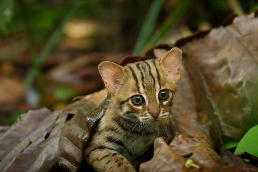 Đây là loài mèo quý hiếm, có bản tính năng động, dũng cảm. Mắt của mèo đốm gỉ tinh gấp 6 lần so với mắt con người, giúp chúng dễ dàng hơn trong quá trình săn mồi, khám phá thế giới xung quanh.