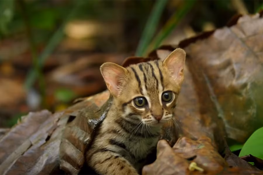 Đây là loài mèo quý hiếm, có bản tính năng động, dũng cảm. Mắt của mèo đốm gỉ tinh gấp 6 lần so với mắt con người, giúp chúng dễ dàng hơn trong quá trình săn mồi, khám phá thế giới xung quanh.