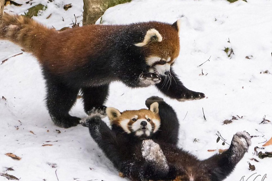 Gấu trúc đỏ có ngoại hình vô cùng đáng yêu với bộ lông bồng bềnh, pha trộn giữa màu nâu, đen và trắng cùng khuôn mặt dễ thương. Do hai chân trước ngắn hơn hai chân sau, cách di chuyển của gấu trúc đỏ trở nên khá ngộ nghĩnh. Đặc biệt, loài vật này còn có thể đứng bằng hai chân sau. Đây là cách giúp chúng tự vệ và đe doạ kẻ thù.