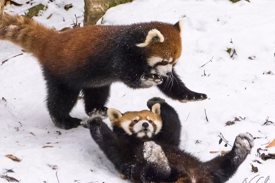 Gấu trúc đỏ có ngoại hình vô cùng đáng yêu với bộ lông bồng bềnh, pha trộn giữa màu nâu, đen và trắng cùng khuôn mặt dễ thương. Do hai chân trước ngắn hơn hai chân sau, cách di chuyển của gấu trúc đỏ trở nên khá ngộ nghĩnh. Đặc biệt, loài vật này còn có thể đứng bằng hai chân sau. Đây là cách giúp chúng tự vệ và đe doạ kẻ thù.