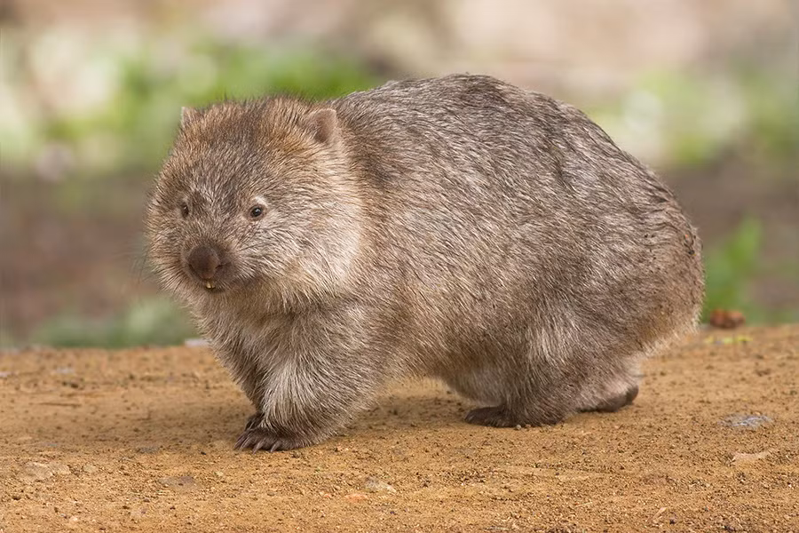 Gấu túi Wombat hay gấu túi mũi trần là loài động vật sinh sống ở Úc. Gấu túi mũi trần có vẻ ngoài đáng yêu với lớp lông dày. Đây cũng là loài động vật duy nhất có phân hình lập phương.