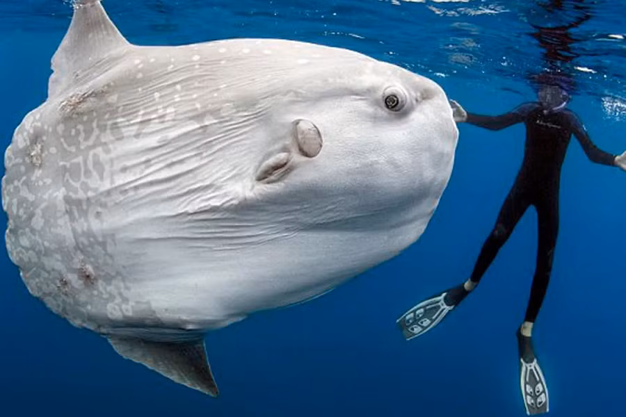 Loài động vật này có hình dạng khá kỳ lạ. Nhìn tổng thể chúng có thân hình bầu dục tròn ở phía trước và dẹt về phía đuôi. Đặc biệt, miệng của loài cá này rất nhỏ, mỗi hàm có hai răng dính vào nhau làm thành một cái mỏ.Bên cạnh đó, cá mặt trăng còn được mệnh danh là “loài cá lười biếng” bởi chúng thường chỉ sống một mình và thả cơ thể trôi lơ lửng theo dòng hải lưu đến khắp các đại dương.