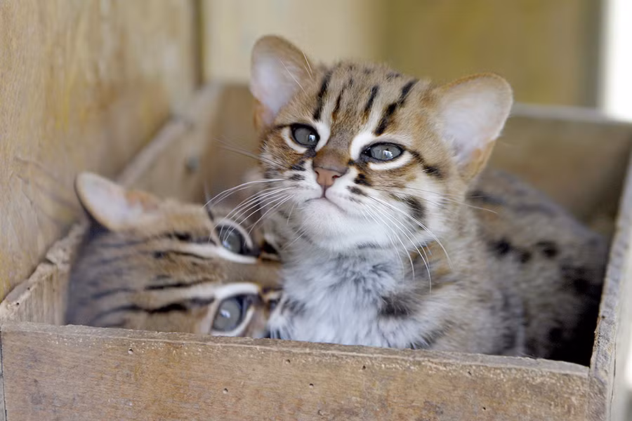 Mèo đốm gỉ (rusty-spotted cat) được tìm thấy tại các khu rừng hoang thuộc vùng Sri Lanka, Ấn Độ, Nepal… Đây là loài mèo nhỏ nhất thế giới khi một con trưởng thành có cân nặng chỉ khoảng 1kg.