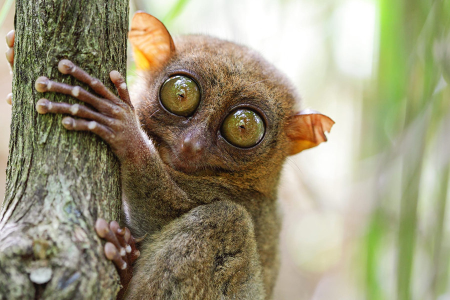 Khỉ lùn Tarsier có đôi mắt và đôi tai lớn, hỗ trợ đắc lực cho chúng trong việc nghe ngóng động tĩnh của con mồi như côn trùng, rắn hay thằn lằn. Thay vì có móng tay, móng chân như những loài linh trưởng khác, khỉ lùn lại sở hữu những vuốt cong để bám chặt vào những thân cây phủ đầy rêu.