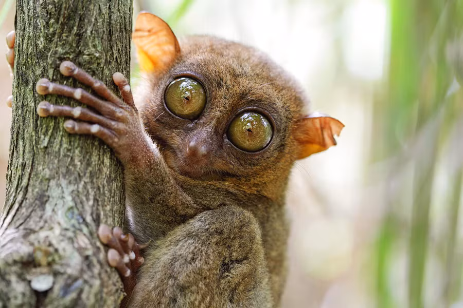 Khỉ lùn Tarsier có đôi mắt và đôi tai lớn, hỗ trợ đắc lực cho chúng trong việc nghe ngóng động tĩnh của con mồi như côn trùng, rắn hay thằn lằn. Thay vì có móng tay, móng chân như những loài linh trưởng khác, khỉ lùn lại sở hữu những vuốt cong để bám chặt vào những thân cây phủ đầy rêu.