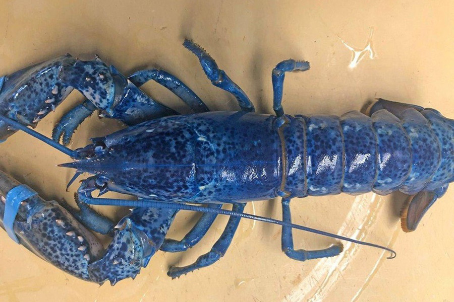 Thời gian sinh trưởng của một con tôm hùm xanh này lên tới 7 năm. Vì có màu xanh lam độc đáo nên chúng thường được bán với giá cực đắt đỏ.