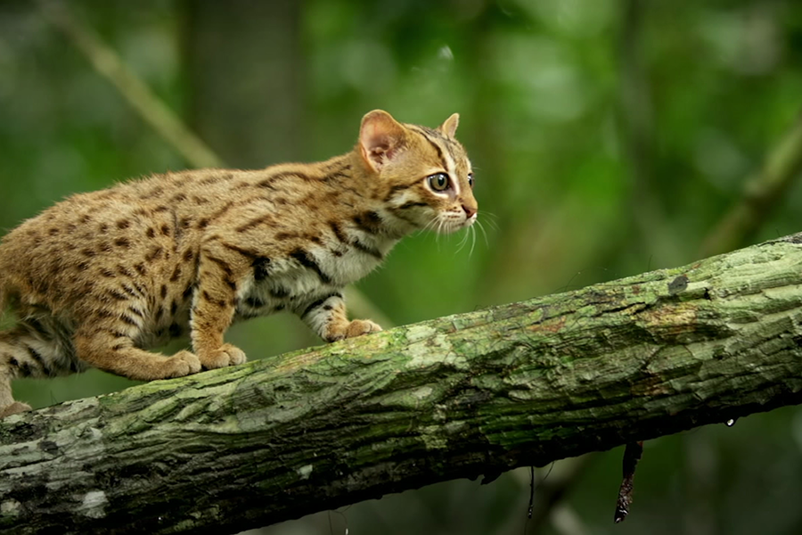 Chúng hiện đang nằm trong danh sách "dễ bị tổn thương" của Sách Đỏ vì nguy cơ mất đi môi trường sống và tuyệt chủng.