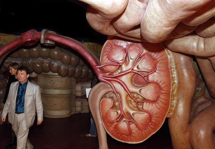 Phần thú vị nhất là khi lọt vào tim. Người xem sẽ cảm thấy mình giống như hồng cầu, du ngoạn đến các cơ quan khác nhờ “cái máy bơm” chính của cơ thể. Để điều này trở nên giống như thật, mỗi người sẽ được phát chiếc kính nổi đặc biệt. “Show biểu diễn” này sẽ lặp lại khi người xem đến não bộ.