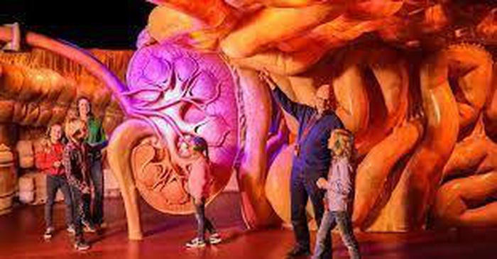 Khách tham quan mỗi phần cơ thể con người trong 7 phút và kết thúc hành trình ở phần não bộ. Để tham quan hết toàn bộ bảo tàng sẽ mất khoảng 55 phút.