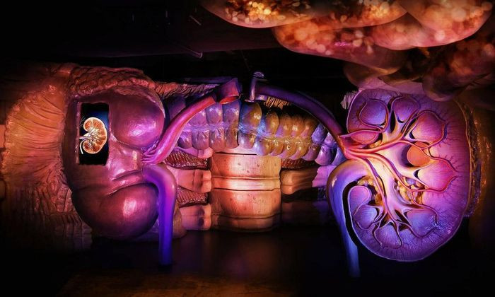 Tại bảo tàng, có trung tâm y tế và cũng có danh sách, địa chỉ các bác sĩ chuyên ngành, các nhà tư vấn, để khi cần người xem có thể liên hệ nhờ hướng dẫn hay khám bệnh… Người xem còn được nghe thuyết trình về chế độ dinh dưỡng, các chuyên đề y khoa để giúp họ sống lành mạnh hơn