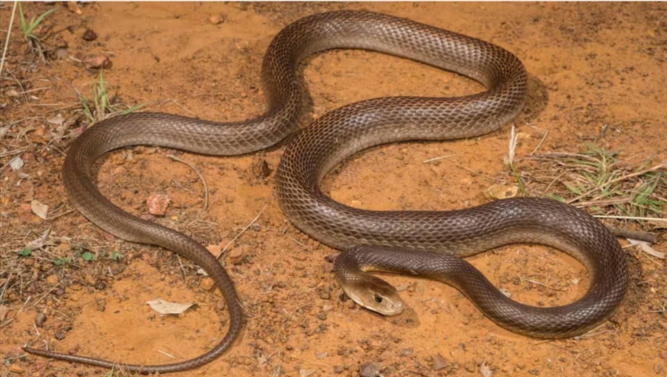 2. Rắn taipan ven biển. Rắn taipan ven biển có tốc độ đáng kinh ngạc. Khi bị đe dọa, loài rắn sống trong các khu rừng ẩm ướt ở các vùng ven biển ôn đới và nhiệt đới, sẽ nhấc toàn bộ cơ thể lên khỏi mặt đất với độ chính xác phi thường và tiêm nọc độc vào kẻ thù. Trước năm 1956, khi một loại thuốc kháng nọc độc được sản xuất hiệu quả, vết cắn của loài rắn này gần như luôn gây tử vong. Ảnh: Getty. 