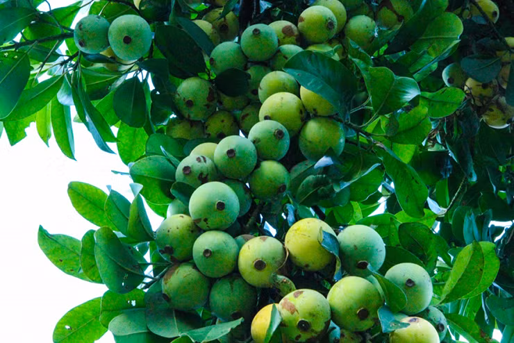 Đây là quả dại có nhiều ở trong bìa rừng các tỉnh Phú Thọ, Hòa Bình, Lạng Sơn...