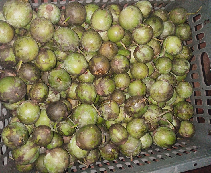 Đến khoảng tháng 7, tháng 8 quả dọc chín rộ, kéo dài khoảng 1-1,5 tháng.