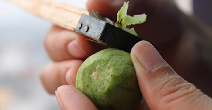 Người dân địa phương cho biết thứ quả này chế biến khá cầu kỳ, nếu không biết cách làm thì phần nhựa sẽ làm vàng nồi, vàng tay, ăn xong bị vàng răng.