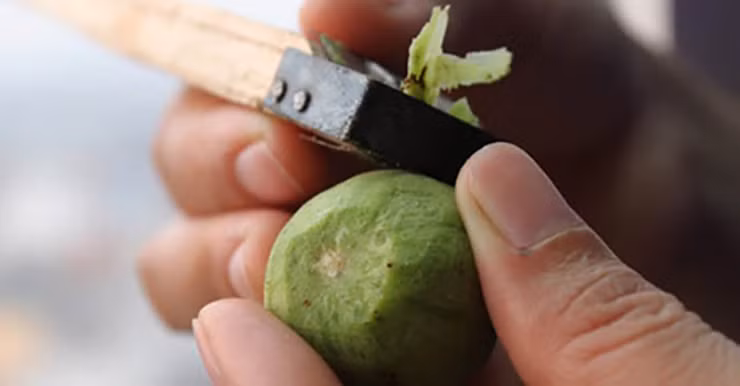 Người dân địa phương cho biết thứ quả này chế biến khá cầu kỳ, nếu không biết cách làm thì phần nhựa sẽ làm vàng nồi, vàng tay, ăn xong bị vàng răng.