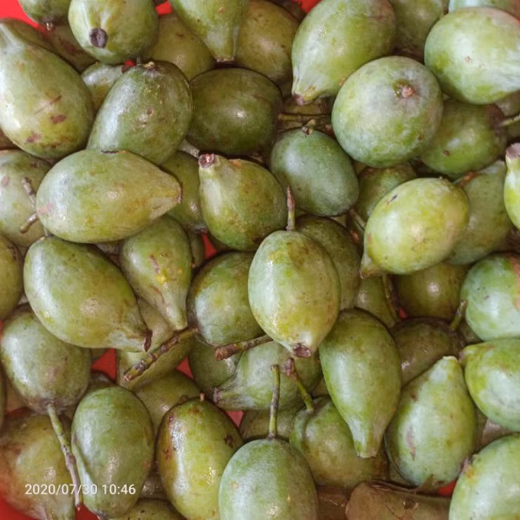 Trước đây, quả dọc rụng đầy bìa rừng, bà con thỉnh thoảng nhặt về nấu canh. chua