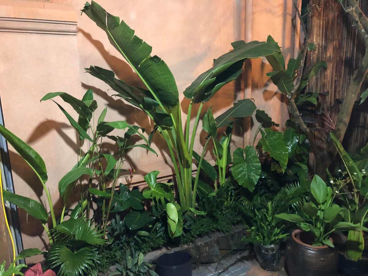 Cải tạo nhà cũ đẹp mê hồn, phòng tắm thiên nhiên cực chất ảnh 23