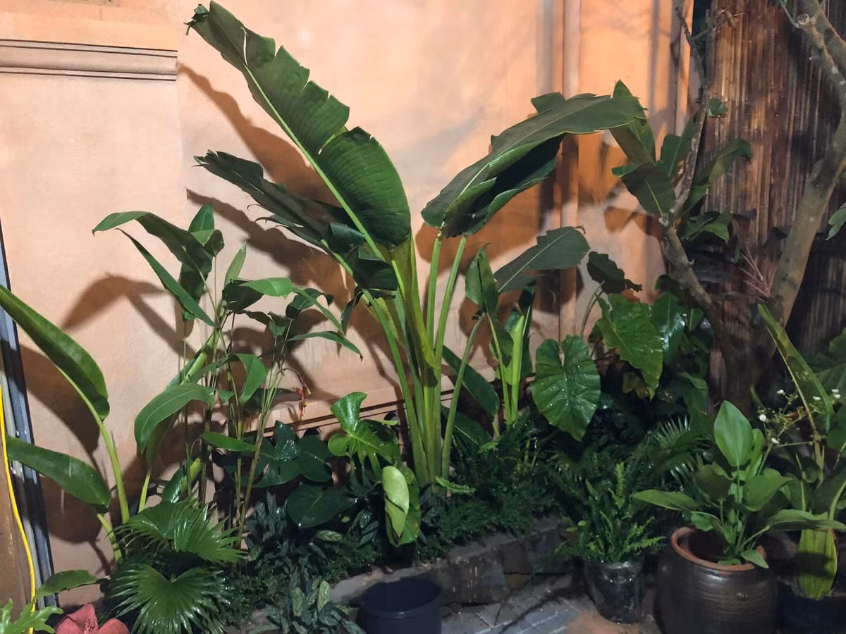 Cải tạo nhà cũ đẹp mê hồn, phòng tắm thiên nhiên cực chất ảnh 23