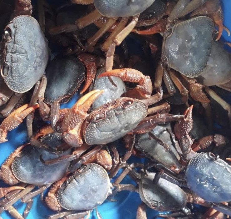 Hiện nay, cua núi được bán với giá từ 200 - 250.000 đồng/kg, người mua phải đặt trước 1 - 2 ngày mới có hàng bởi số lượng cua sống tự nhiên còn hạn chế.