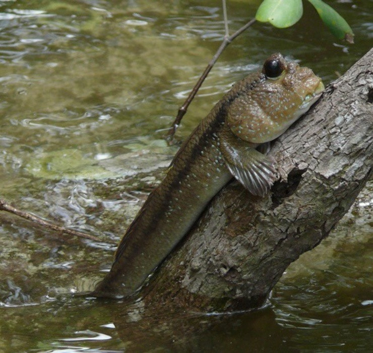 Loài cá này có hình thù gần giống với cá bống sao nhưng có lớp da xù xì, hai mắt lồi to trên chóp đầu.