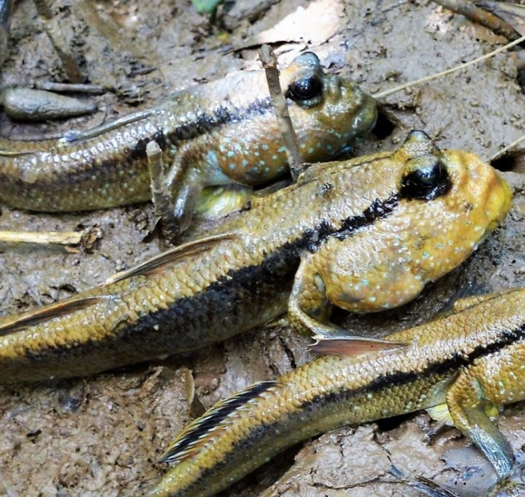 Có nhiều cách để chế biến cá thòi lòi như nướng muối tiêu, kho tiêu, hấp cách thủy, nấu canh chua hoặc phơi khô để bảo quản.