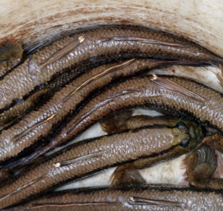 Hiện nay, cá thòi lòi được bán phổ biến với giá khoảng 350.000 đồng/kg (gồm 10 - 15 con/kg).