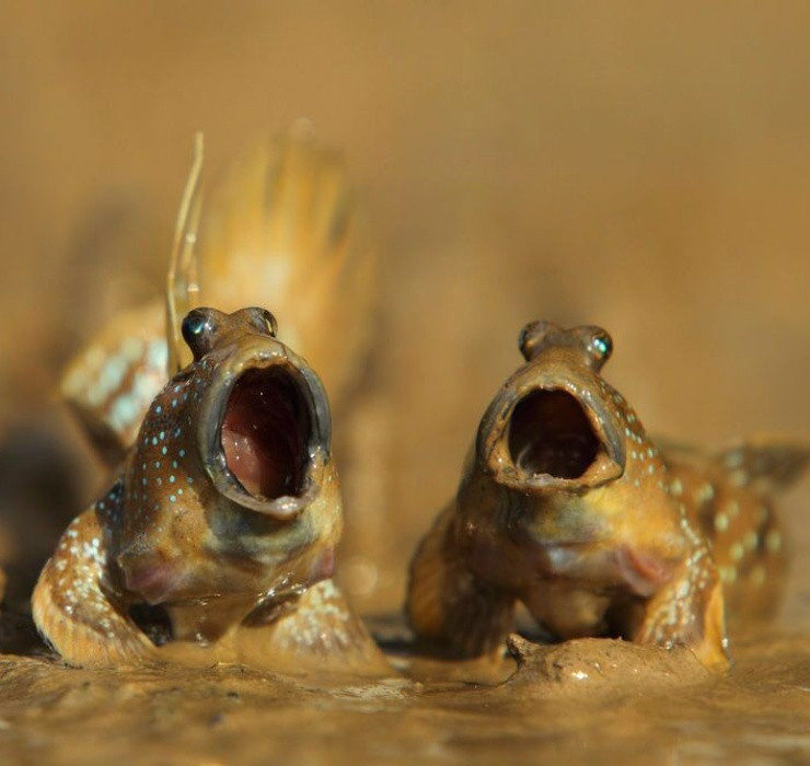 Để bắt được cá thòi lòi, người ta phải tìm những chiếc hang ẩn náu của chúng dưới bùn, sau đó dùng cần để câu hoặc đặt bẫy và bắt chúng tại cửa hang.