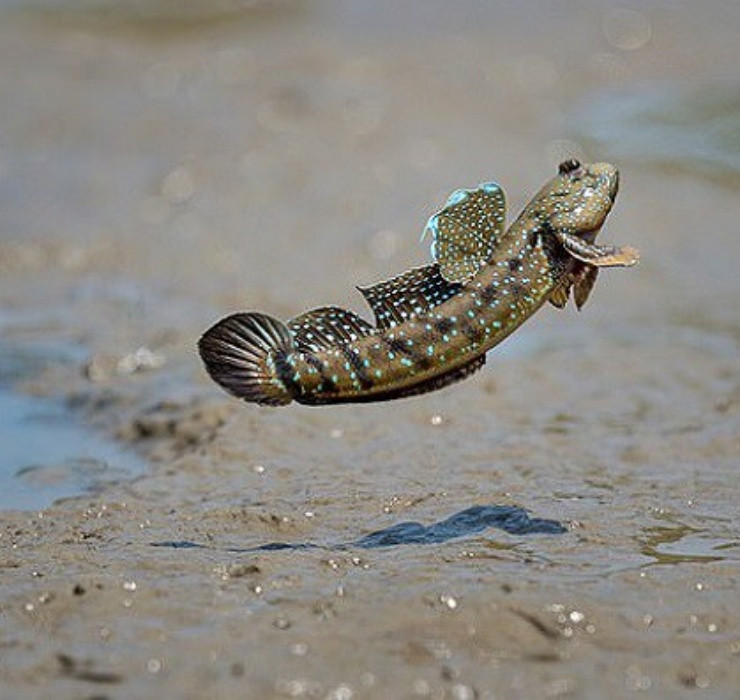 Đến những vùng ngập mặn ven biển, không khó để bắt gặp những con cá thòi lòi đang "vắt vẻo" trên những cành đước, cành mắm.