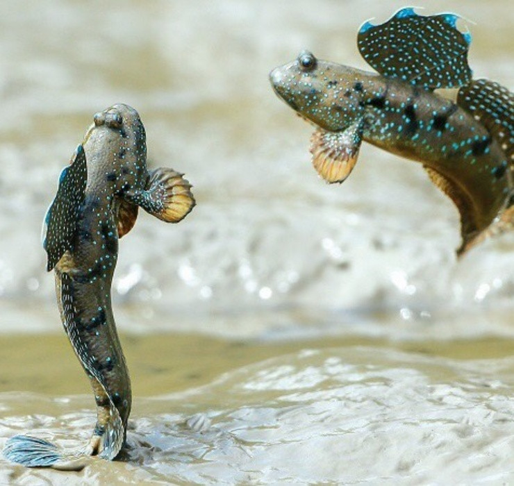 Ngoài cua núi, cá thòi lòi cũng là một loại thuỷ sản có thể… hô hấp trên cạn. Loài cá này được tìm thấy nhiều ở các vùng ngập mặn như Bạc Liêu, Cà Mau và vùng biển phía Bắc Ninh Bình.