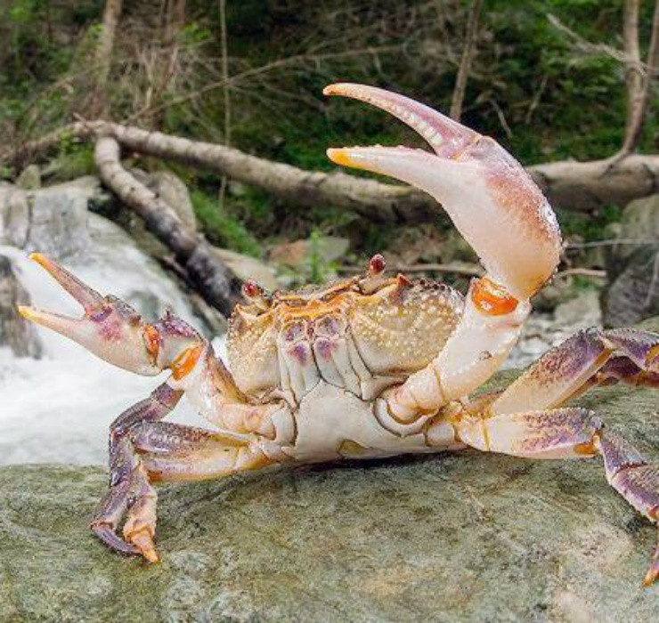 Vào mùa mưa, cua núi bắt đầu sinh sản nhiều trên đỉnh núi và quanh các khe suối. Bạn càng lên cao thì càng dễ bắt được cua núi có kích cỡ càng lớn.