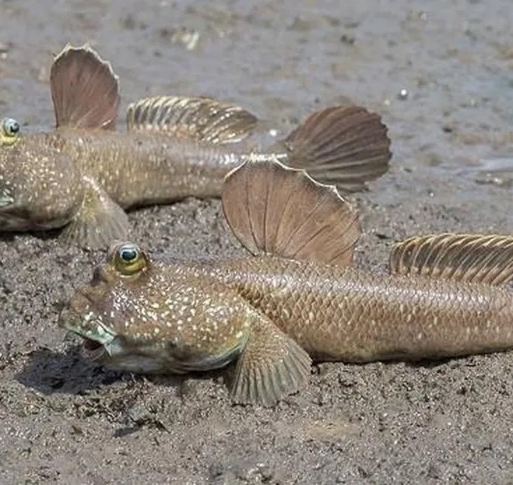 Đây là loài động vật lưỡng cư, chúng có khả năng bò nhanh trên mặt đất, leo cây và di chuyển trên mặt nước với tốc độ lên đến 30km/h.