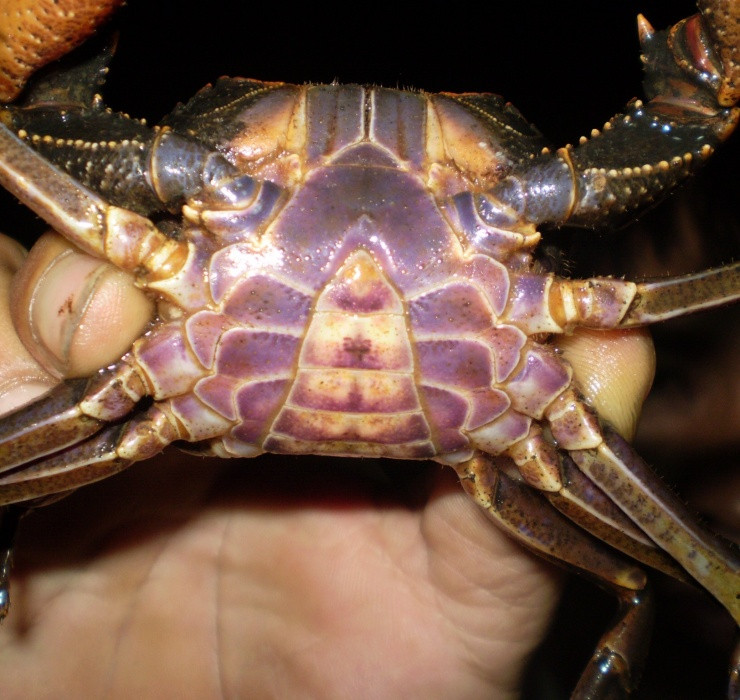 Được biết, công việc săn cua diễn ra cả ban ngày lẫn ban đêm. Công cụ săn cua núi của những người thợ săn hết sức thô sơ, họ chỉ dùng cần câu hoặc bắt bằng tay.