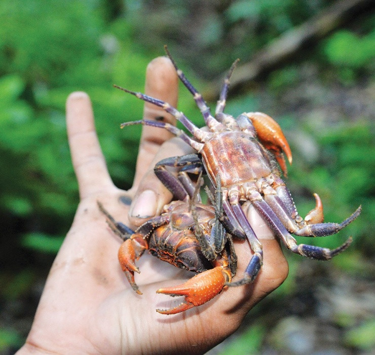  Cua núi được phát hiện nhiều trên các vùng Bảy Núi, đặc biệt là ở núi Cấm (huyện Tịnh Biên, tỉnh An Giang).
