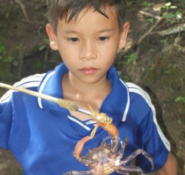 Người thợ săn chỉ cần cột chùm dây thun lên cần câu bằng tre, những con cua tưởng dây thun là giun sẽ dùng càng kẹp lại không buông.