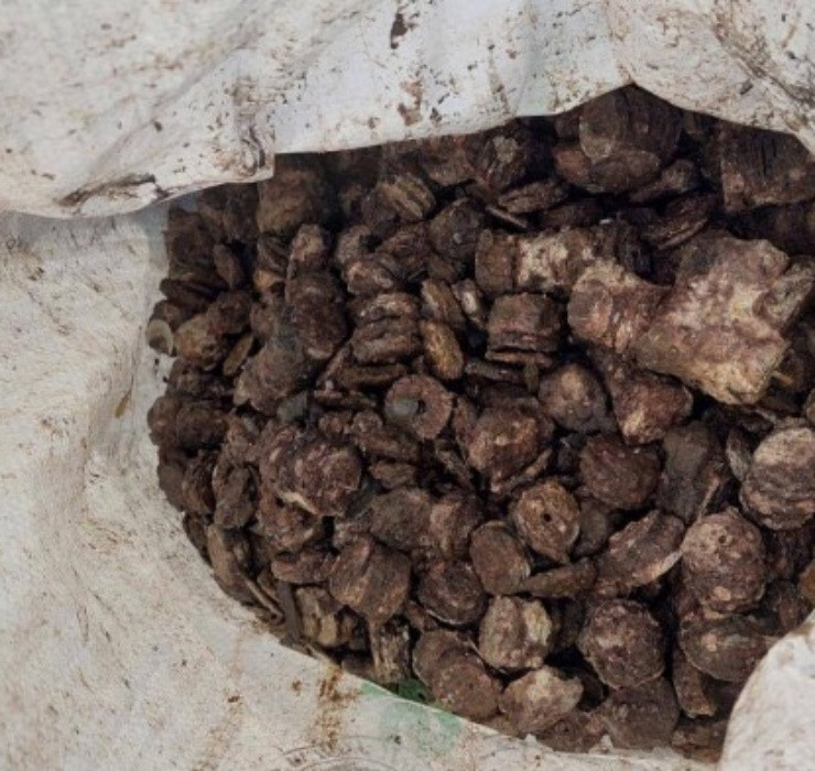 Được biết, số kho báu này được 3 ngư dân phát hiện trong quá trình lặn bắt sò, ốc dưới đáy biển Vũng Chùa - Đảo Yến vào tháng 6/2021.