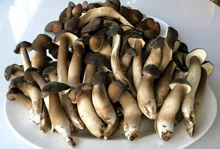 Vì hiện nay chúng chỉ mọc trong tự nhiên, nên người dân một số nơi vẫn coi đây là "lộc trời".