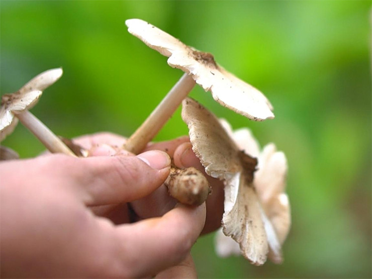 Nấm mối có thân màu trắng, mặt ngoài màu xám và gốc hơi ngả vàng.