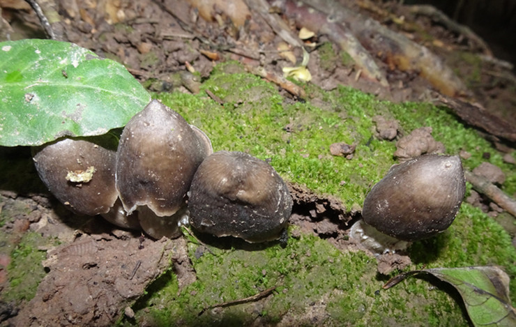 Nấm mối có vị ngon ngọt, giàu dinh dưỡng. Đây là món ăn ưa thích được đặt tiệc tại các nhà hàng.