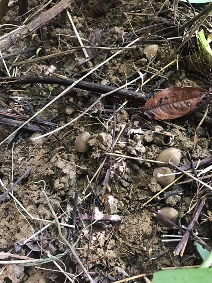 Đó là nấm mối.