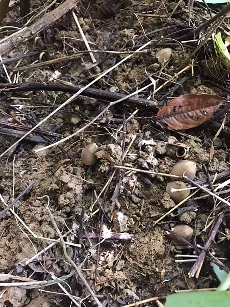 Đó là nấm mối.