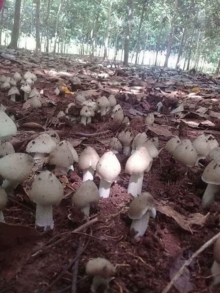 “Loc troi” o Viet Nam chi moc vao ban dem, dua nhau hai ban gia 