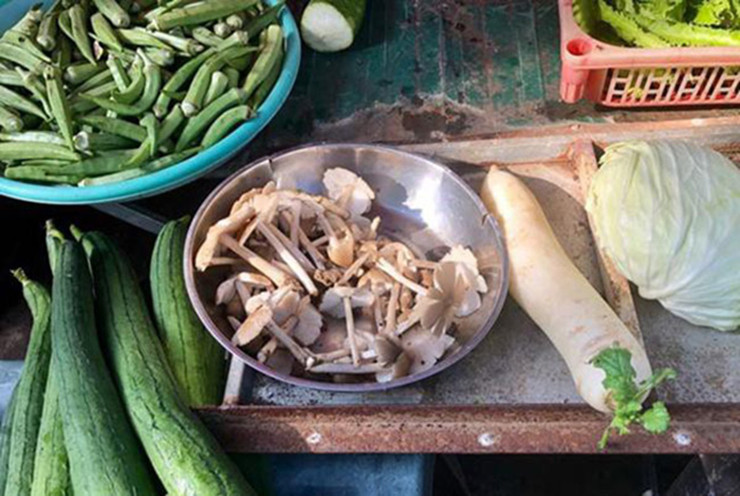 Mùa nấm mối chỉ kéo dài vài tháng và nhú lên khỏi mặt đất từ lúc khoảng 2-3 giờ sáng và héo tàn vào đầu giờ chiều.