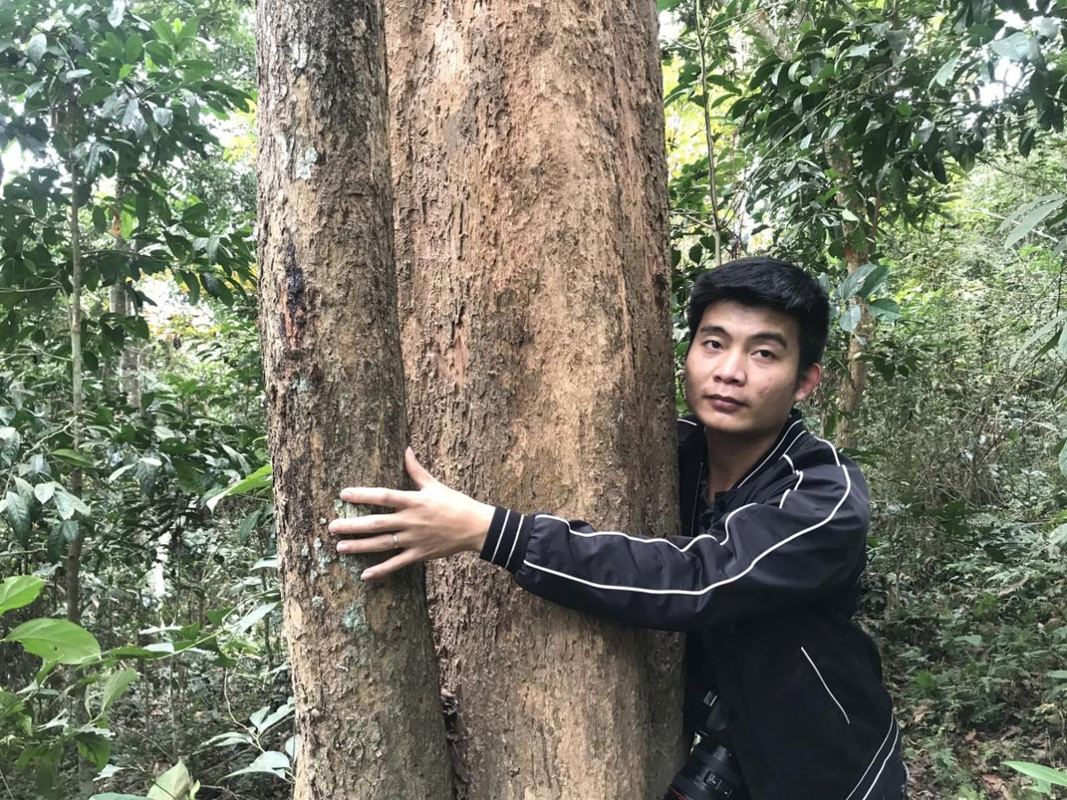 Những gốc đinh hương có đường kính lớn, nhiều người ôm mới hết. Riêng những cây 1 người ôm đếm không xuể. Đây thực sự là tài sản quý giá không chỉ người dân nơi đây, mà còn là của chung của miền Tây xứ Nghệ.Dù được bảo vệ nghiêm ngặt, nhưng vẫn có hiện tượng (đẽo vỏ cây) mục đích làm cho cây chết dần, để khai thác lấy gỗ. Khi phát hiện những gốc cây đinh hương bị thương, ngoài việc cứu chữa cho chúng, thì việc tuần tra, kiểm soát, theo dõi càng chặt chẽ hơn.